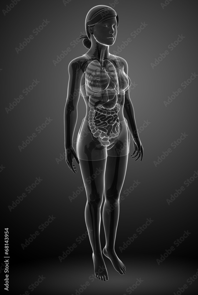 Xray digestive system of female body