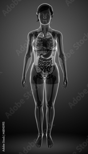 Digestive system with female anatomy © pixdesign123