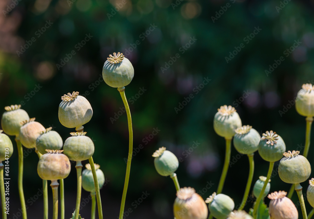 Poppy heads Poppy heads