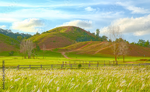 mountain grass