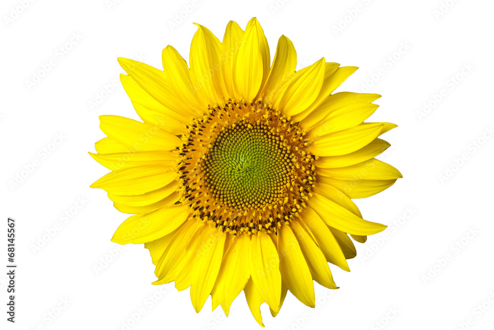 Obraz premium Sunflower on white background