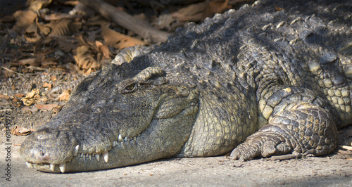 Морда сиамского крокодила крупным планом