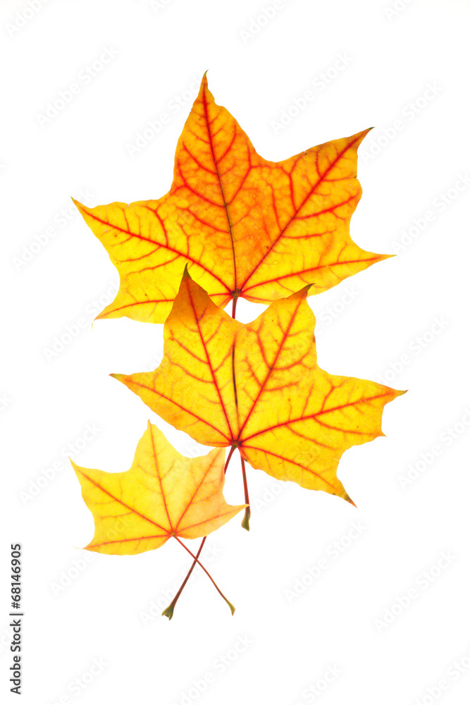 Fototapeta premium family of maple leafs