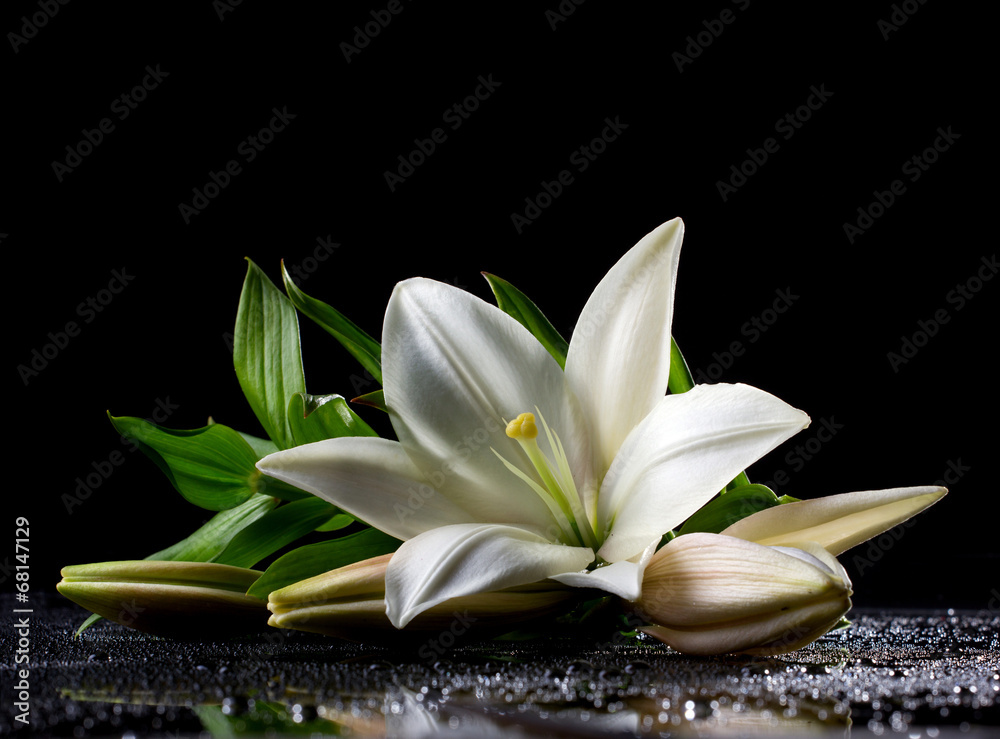 white freshness lily - obrazy, fototapety, plakaty 