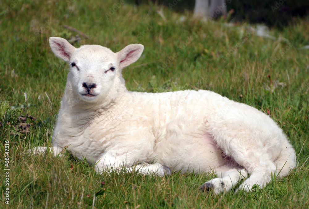 Lamb in field near Llangrannog, Cardigan coast Lamb in field near Llangrannog, Cardigan coast