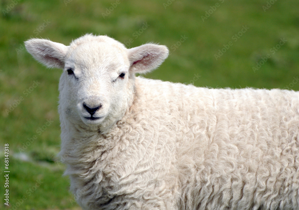 Lamb in field near Llangrannog, Cardigan coast