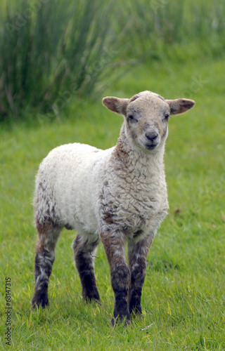 Lamb in field near Llangrannog, Cardigan coast