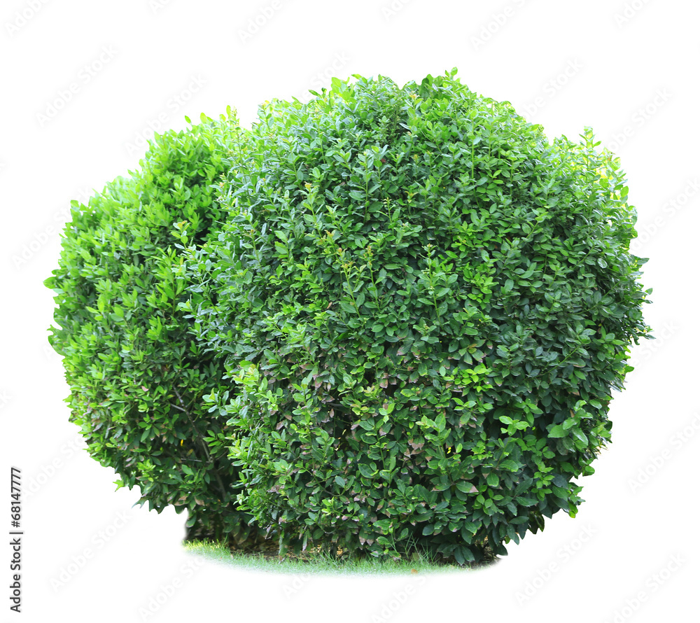 Obraz premium Green lush bushes isolated on white