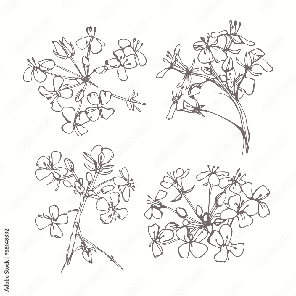Set of monochrome flowers isolated on white background. Hand dra