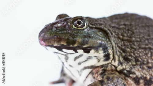 Common brown Thai frog isolated on a white background photo