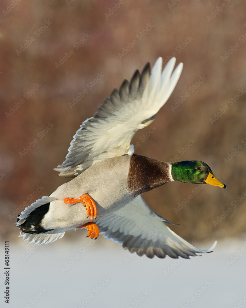 Obraz premium Latająca Kaczka