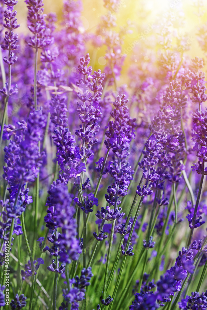 Fototapeta premium Garden lavender flowers