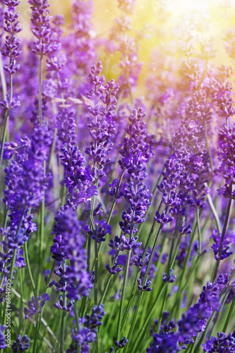 Fototapeta Naklejka Na Ścianę i Meble -  Garden lavender flowers