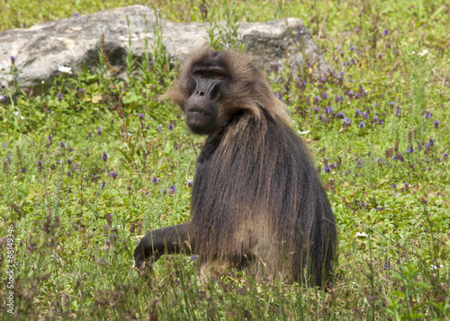 Singe gelada