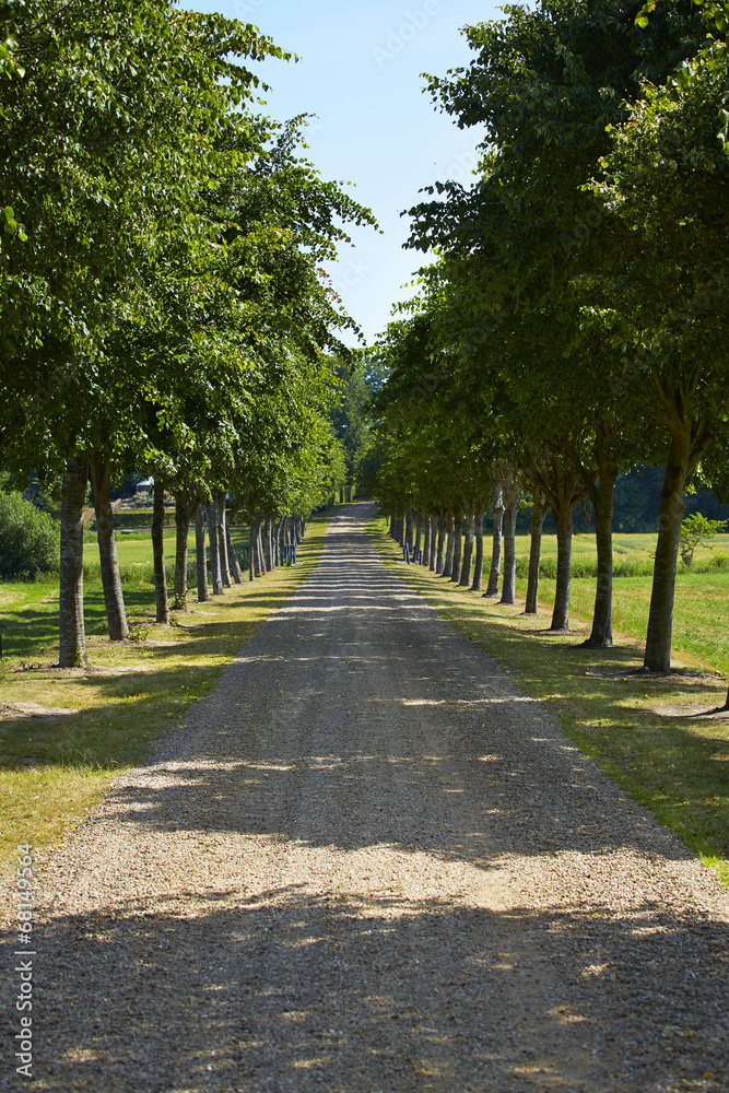 Tree lined road in countryside