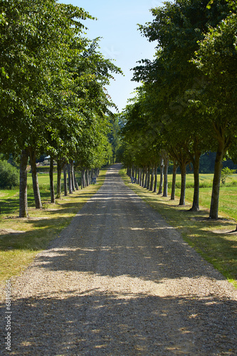 Tree lined road in countryside