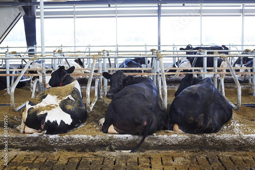 Cows lying together in barn on dairy farm