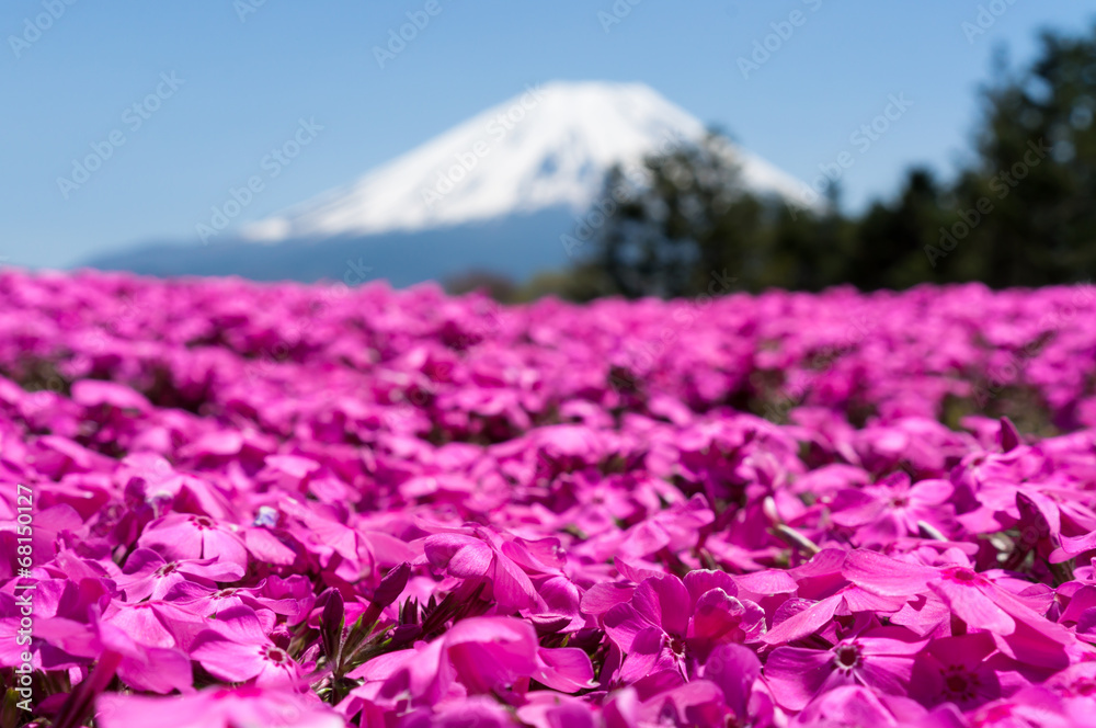 Obraz premium 富士芝桜まつり