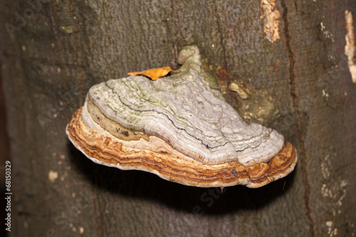 Closeup of tinder fungus on tree trunk