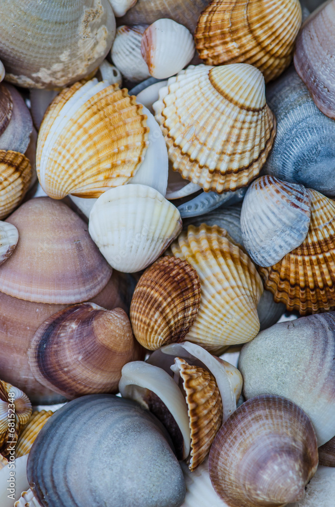 shells