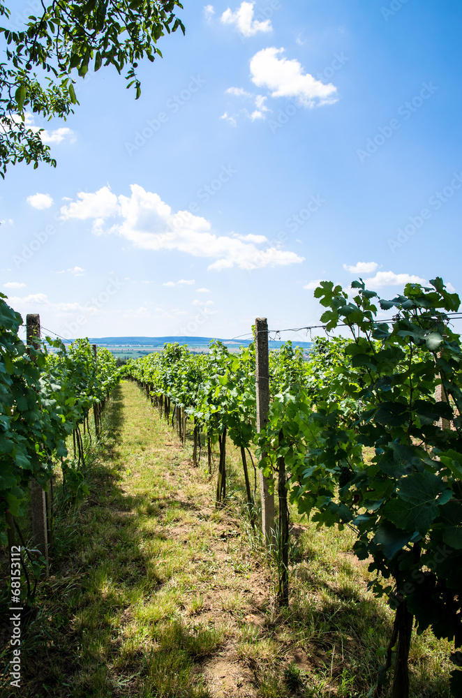 vineyard vineyard