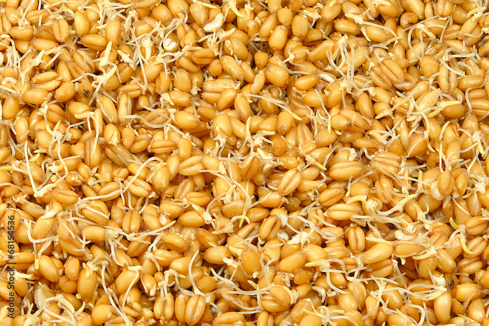 wheat germ wheat germ