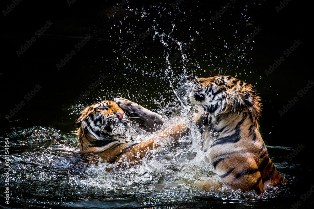 Obraz premium Walka z tygrysami