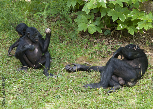 Singes bonobos © Marie