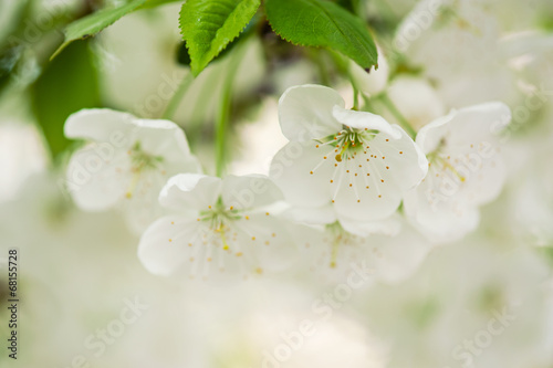 Cherry flowers