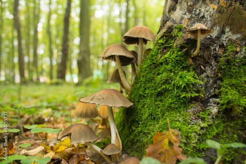 many mushroom in autumn forest