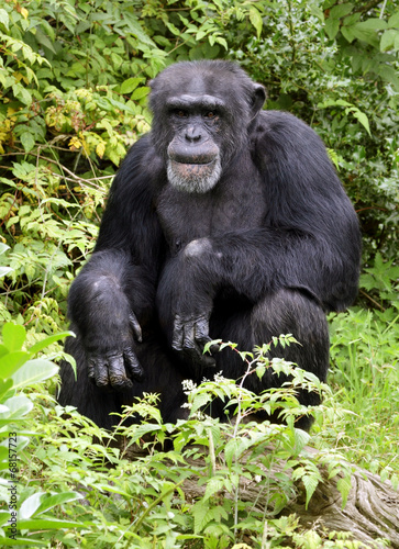 Chimpanzee deep in thought © Brian Jackson