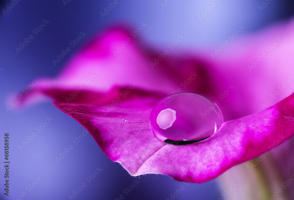 Fototapeta premium flower petal with drop