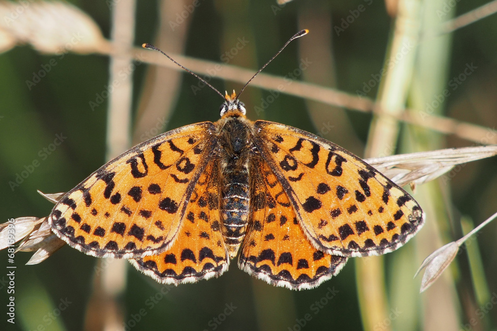 Spotted aka Red-band Fritillary. Melitaea didyma butterfly Spotted aka Red-band Fritillary. Melitaea didyma butterfly