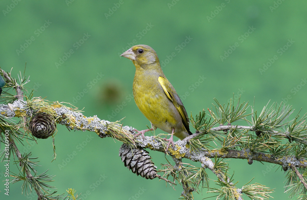 Obraz premium Greenfinch, Carduelis chloris