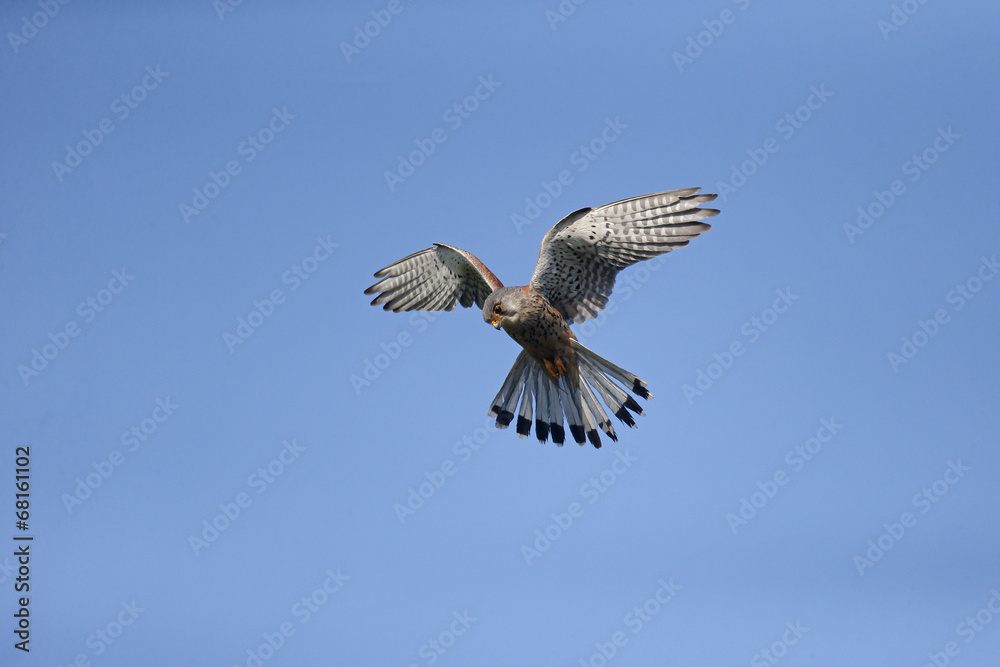 Fototapeta premium Kestrel, Falco tinnunculus