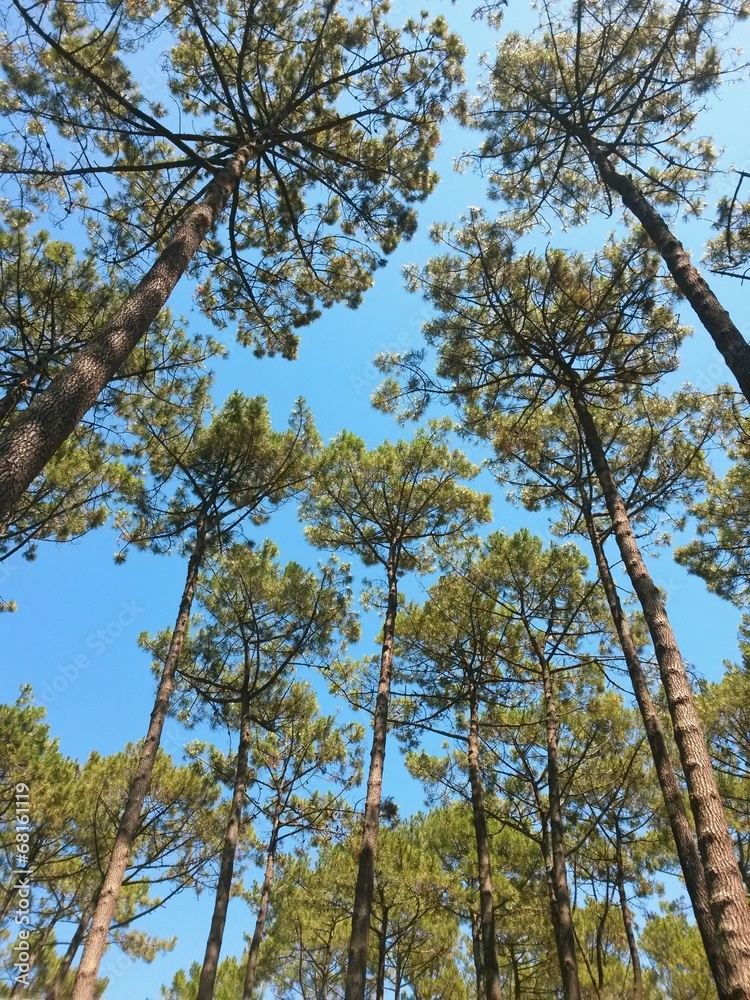 Obraz premium Pin landes