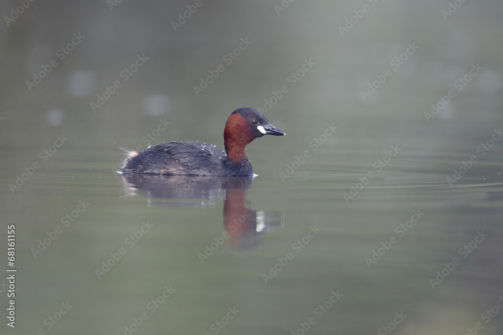 Little grebe, Tachybaptus ruficollis Little grebe, Tachybaptus ruficollis