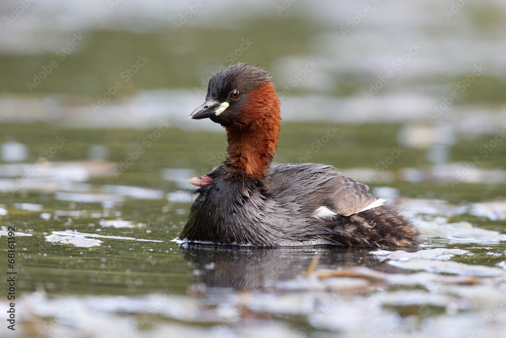 Little grebe, Tachybaptus ruficollis Little grebe, Tachybaptus ruficollis
