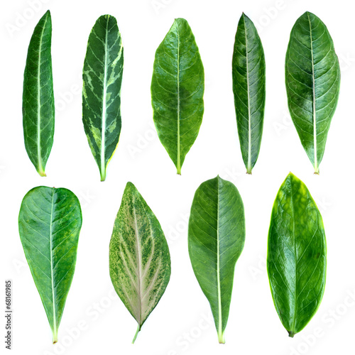 Group of green leaves