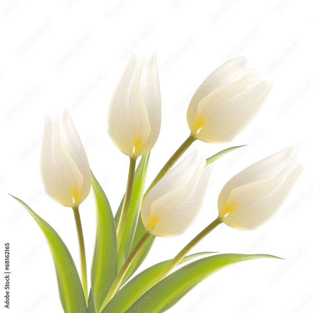 Tulip, floral background. Tulip, floral background.