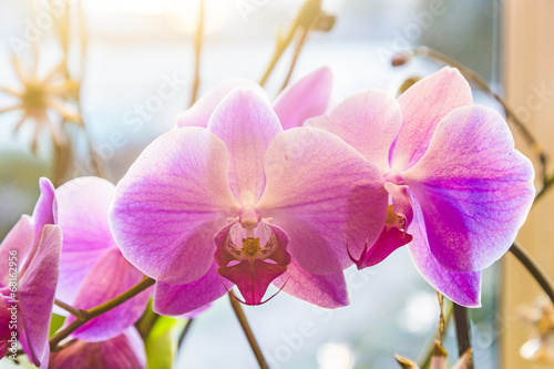 Fototapeta Naklejka Na Ścianę i Meble -  Pink orchid branch