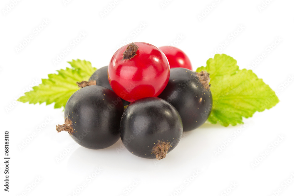 black currants on white black currants on white