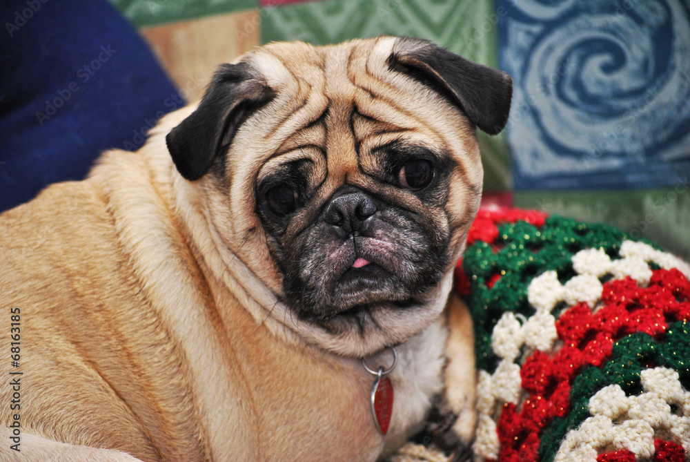 Old Pug Laying on a Christmas Blanket