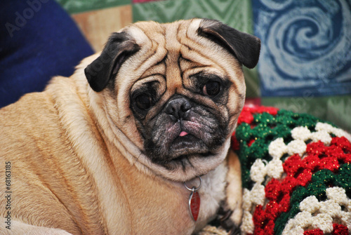 Old Pug Laying on a Christmas Blanket