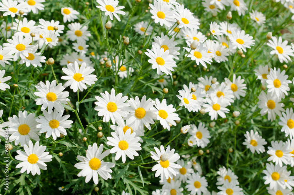 Daisy flower Daisy flower