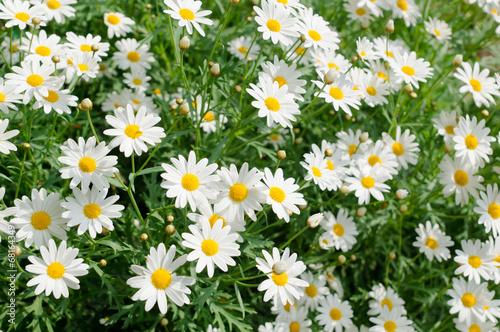 Daisy flower © jaturonoofer