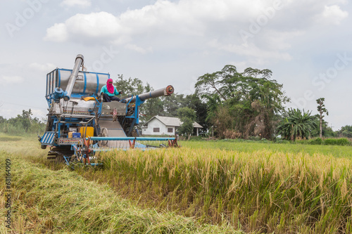 Thai farmers are using. Harvest is harvested at rice field in An