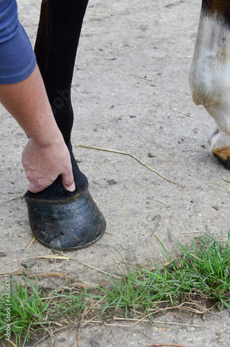 horse shiatsu massage