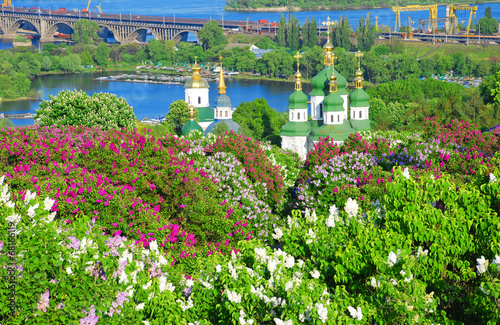 Lilac blossoms. Kiev. botanical garden