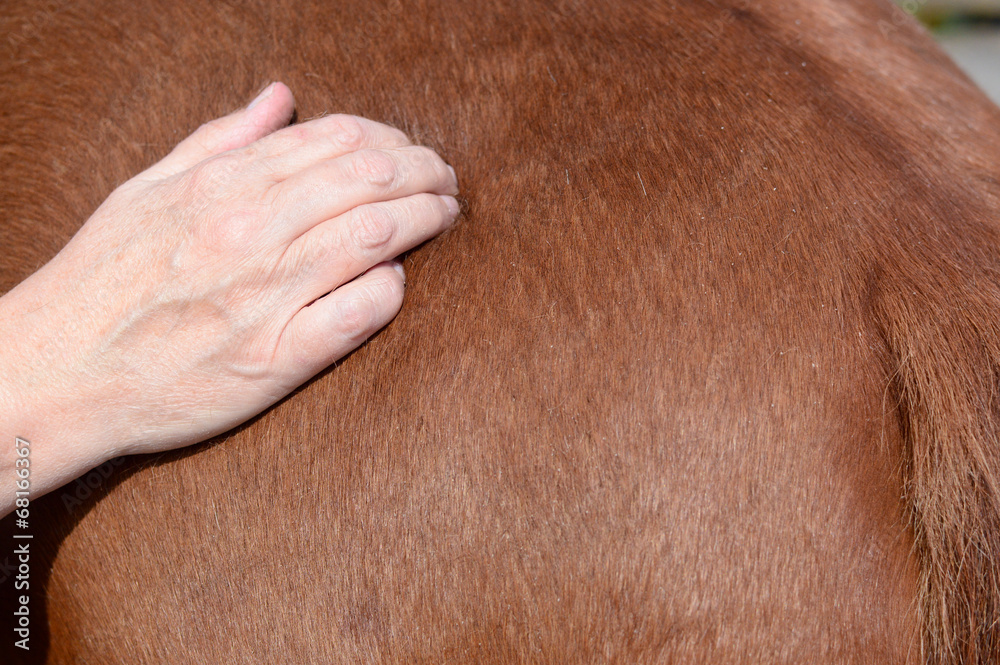 Fototapeta premium horse shiatsu massage